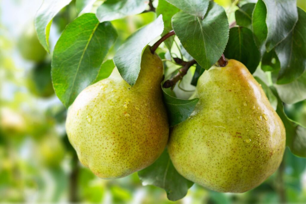 Healthy pears hanging from a tree branch, vibrant green leaves, and thriving orchard, before Erwinia amylovora infection.