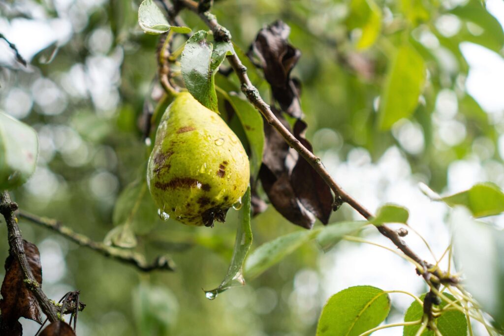 Pear tree infected with Erwinia amylovora showing wilting, blackened leaves, and cankers, depicting fire blight's devastating impact.