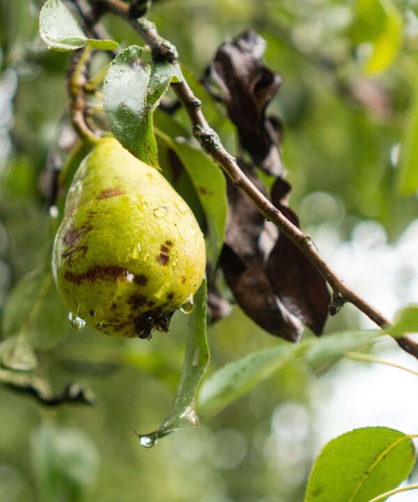 Pear tree infected with Erwinia amylovora showing wilting, blackened leaves, and cankers, depicting fire blight's devastating impact.