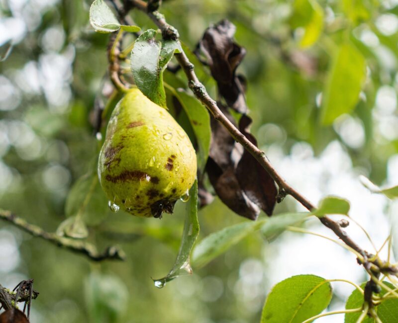 Pear tree infected with Erwinia amylovora showing wilting, blackened leaves, and cankers, depicting fire blight's devastating impact.