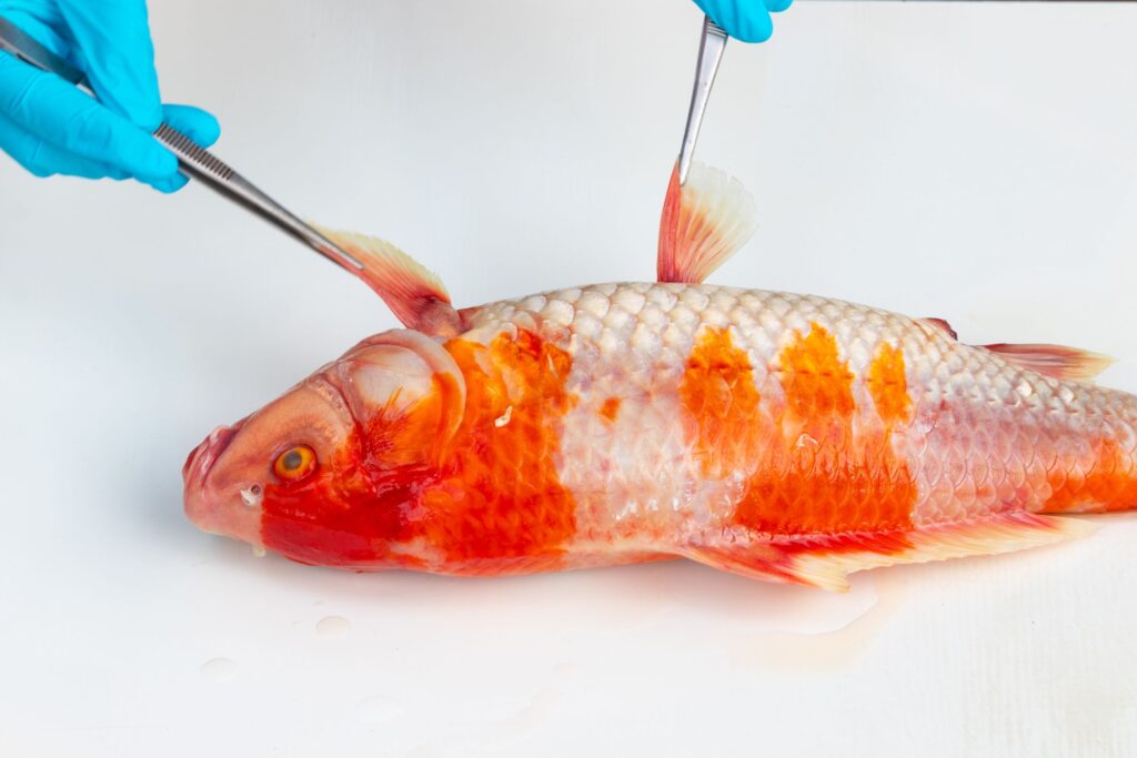 Fish showing symptoms of Aeromonas infection with skin ulcers and lesions, highlighting challenges in aquaculture.