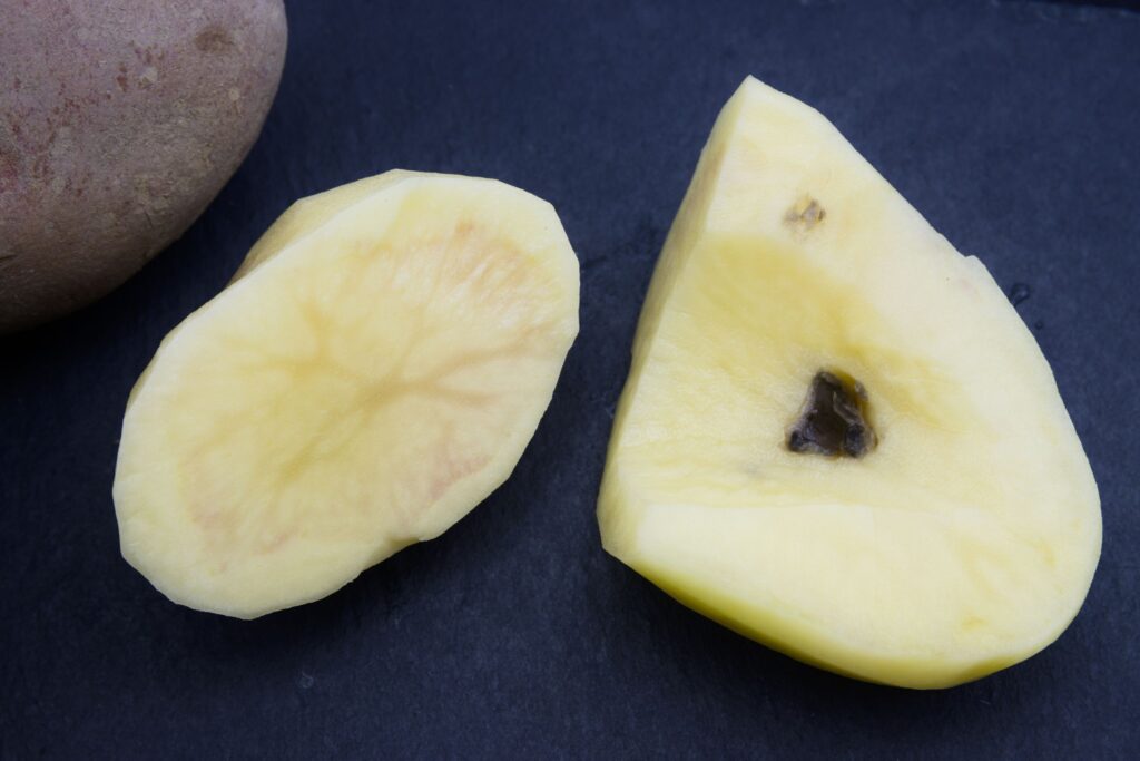 Potato showing signs of bacterial wilt from Ralstonia solanacearum, illustrating severe agricultural damage.