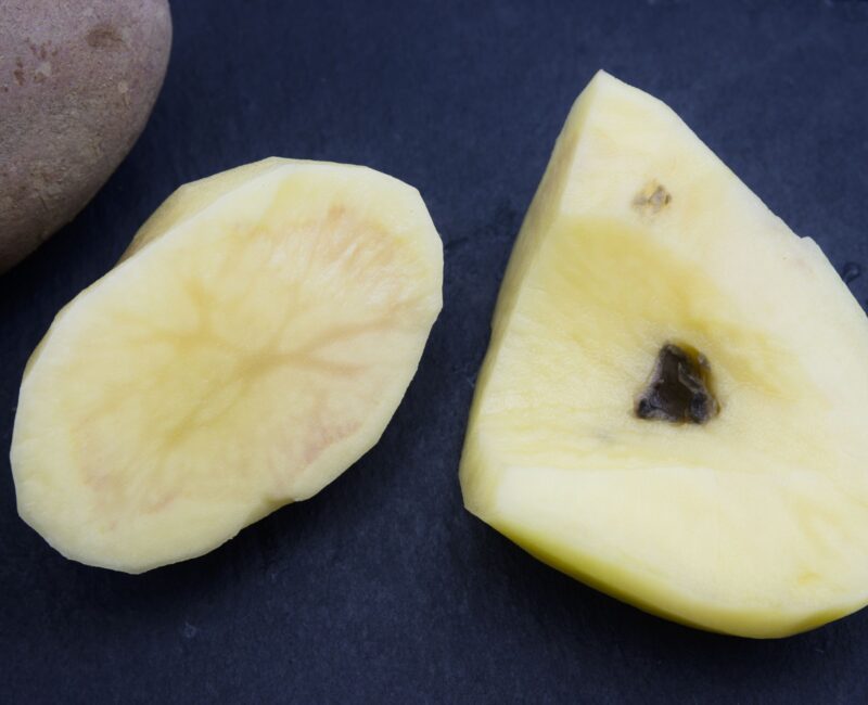 Potato showing signs of bacterial wilt from Ralstonia solanacearum, illustrating severe agricultural damage.