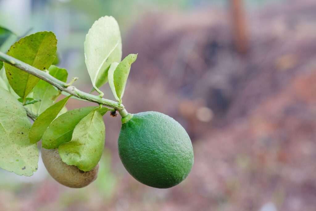 Healthy citrus fruit with smooth, unblemished skin, representing robust crop before Xanthomonas infection.