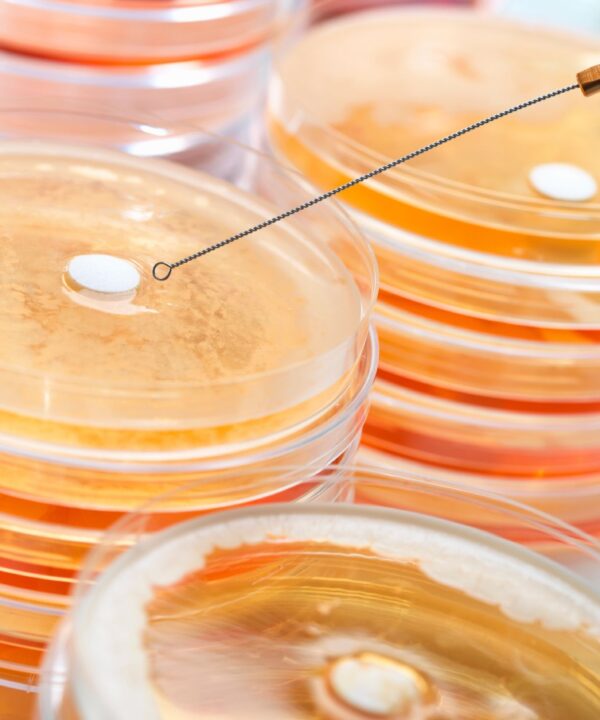 Petri dishes showing cultures of drug-resistant Staphylococcus bacteria, highlighting MRSA and antibiotic resistance.