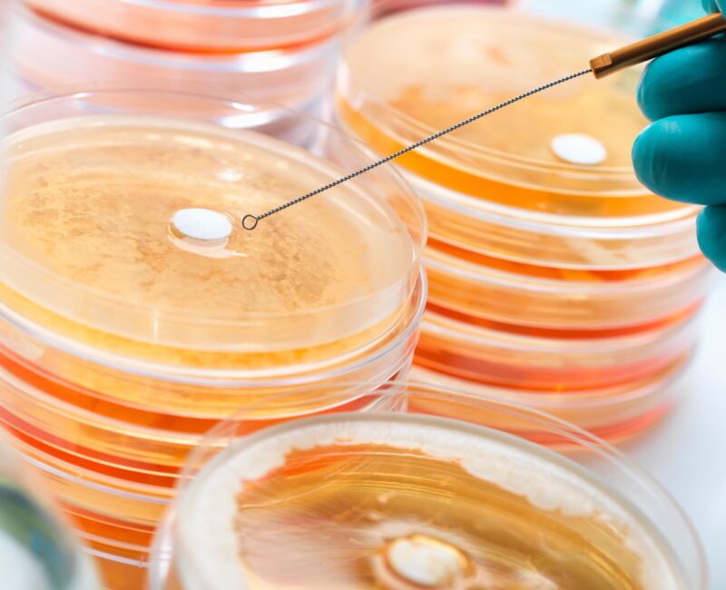 Petri dishes showing cultures of drug-resistant Staphylococcus bacteria, highlighting MRSA and antibiotic resistance.