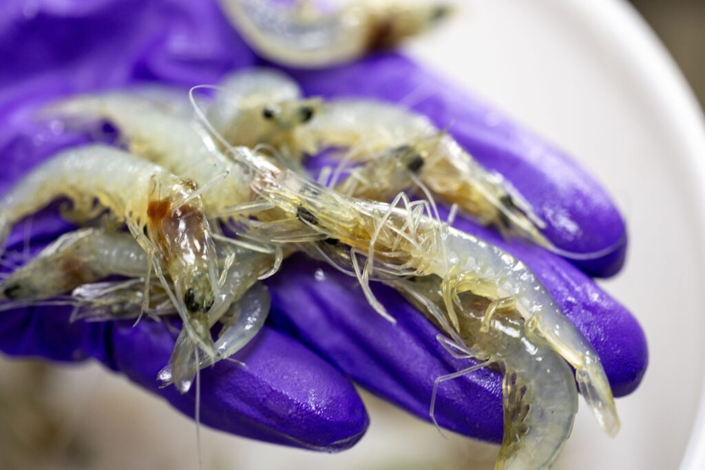 Scientist holding healthy shrimp, highlighting aquaculture practices before Pseudomonas infection.