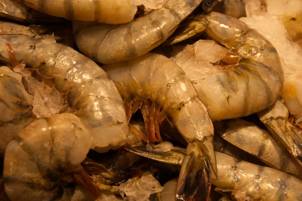 Fresh shrimp on ice, highlighting quality seafood before Vibrio contamination in aquaculture.