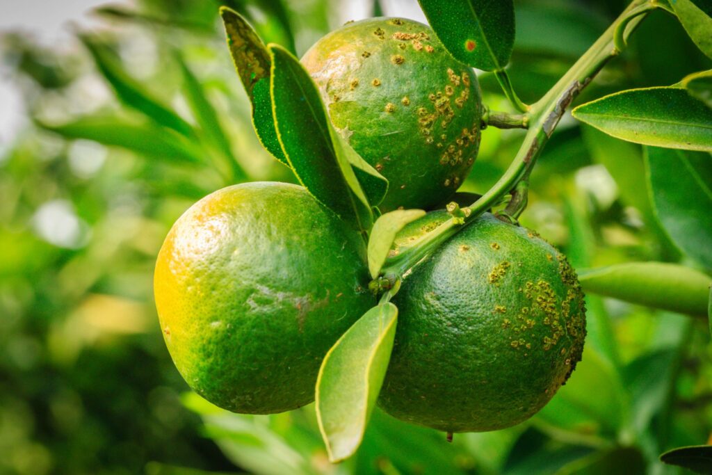 Citrus fruit showing signs of Xanthomonas infection with dark, sunken lesions and water-soaked appearance, highlighting agricultural impact.