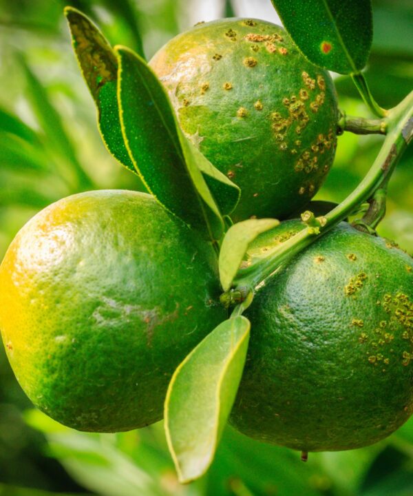 Citrus fruit showing signs of Xanthomonas infection with dark, sunken lesions and water-soaked appearance, highlighting agricultural impact.