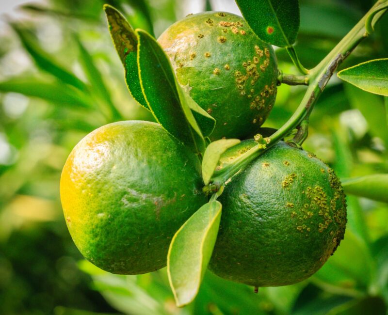 Citrus fruit showing signs of Xanthomonas infection with dark, sunken lesions and water-soaked appearance, highlighting agricultural impact.