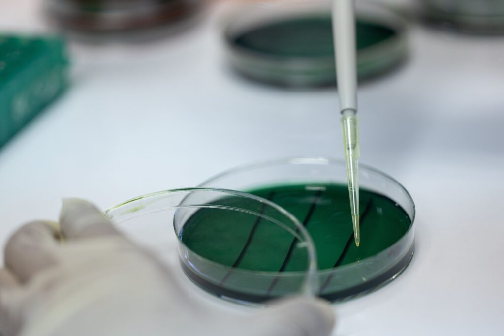 Close-up view of Vibrio bacteria in a lab, emphasizing research on aquaculture pathogens.