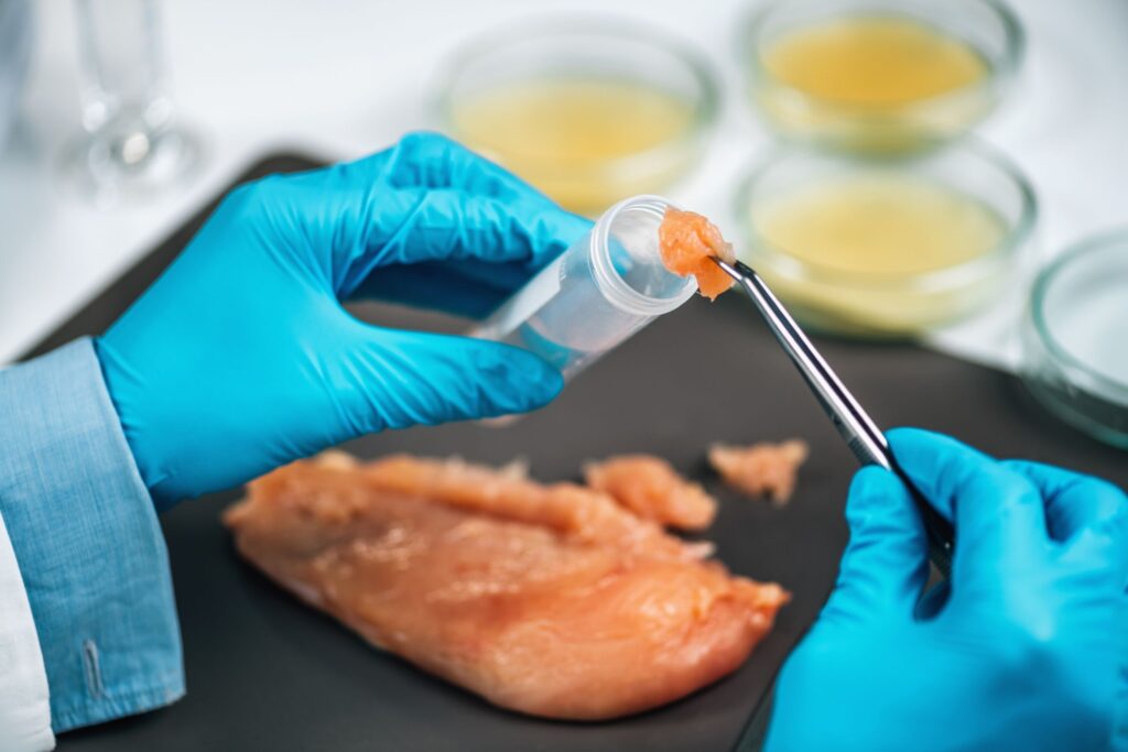 Scientist's hand closely examining a small chicken sample, focusing on detecting Salmonella contamination.