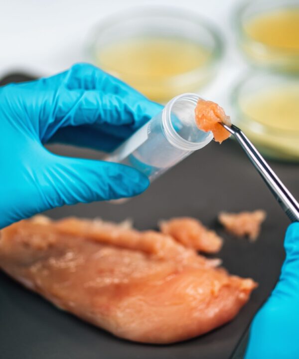 Scientist's hand closely examining a small chicken sample, focusing on detecting Salmonella contamination.