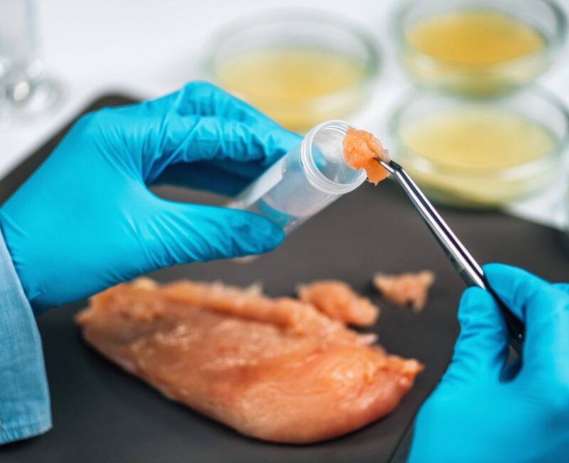 Scientist's hand closely examining a small chicken sample, focusing on detecting Salmonella contamination.