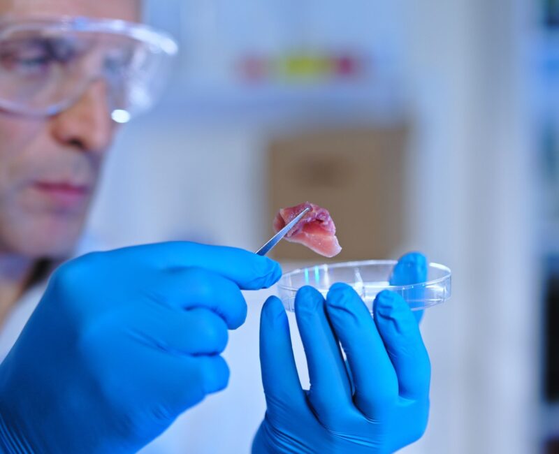 Scientist analyzing a small beef sample in the lab, ensuring food safety through E. coli detection and control measures.