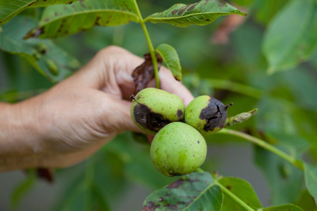 Citrus fruit displaying discoloration and premature ripening due to Xylella fastidiosa infection, highlighting agricultural impact.