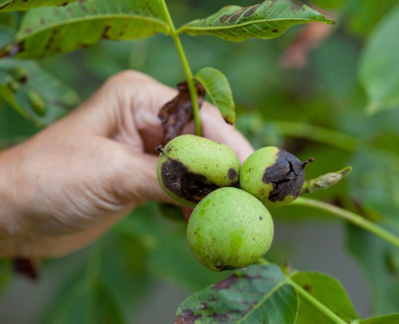 Citrus fruit displaying discoloration and premature ripening due to Xylella fastidiosa infection, highlighting agricultural impact.