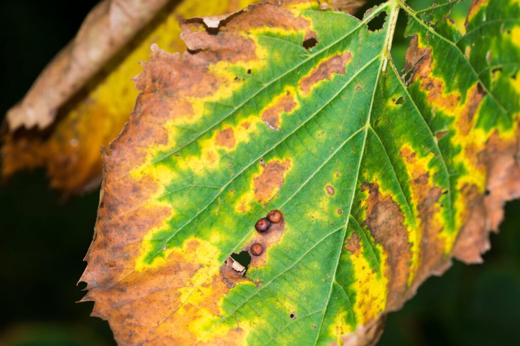 Leaf showing signs of Xylella fastidiosa infection with browning and drying edges, indicative of leaf scorch.