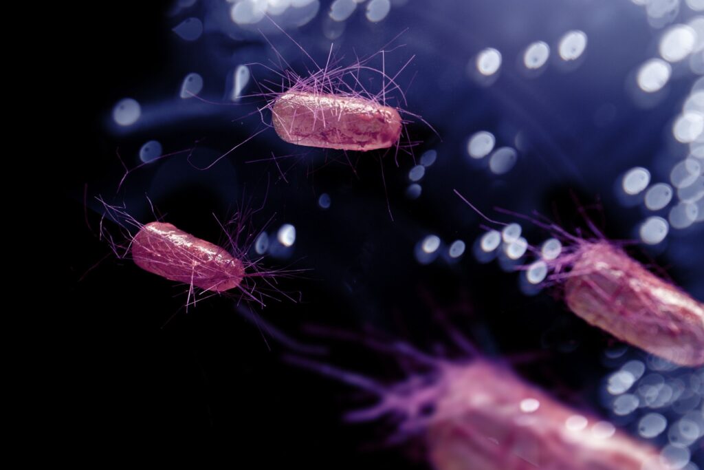 Close-up view of Escherichia coli bacteria, highlighting its role in veterinary infections and antibiotic resistance.