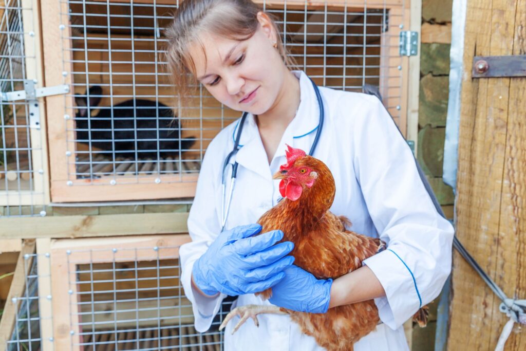 Veterinarian holding a hen on a farm, illustrating veterinary care and poultry health management.