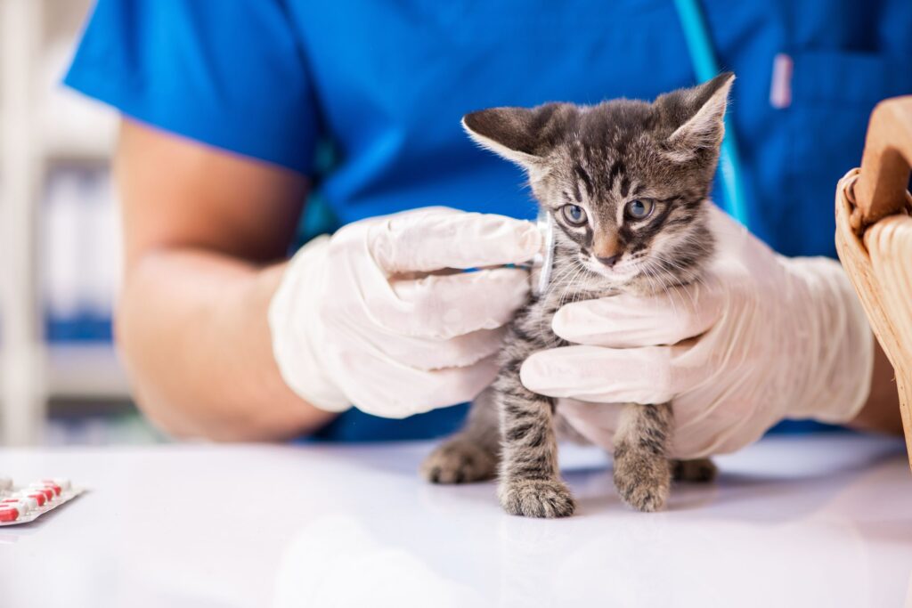 Veterinarian holding a kitten, demonstrating veterinary care and management of pet health