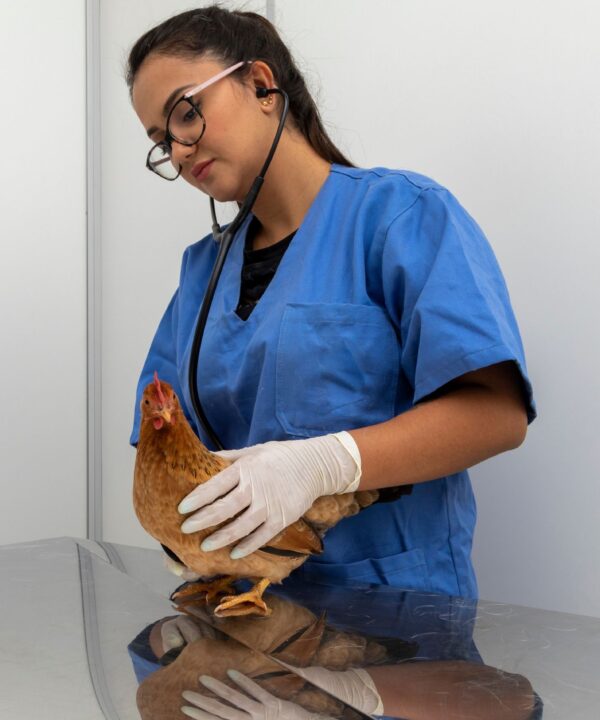 Veterinarian holding a little chicken, highlighting veterinary care and management of poultry health.