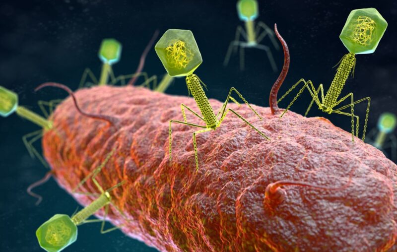 Illustration of a bacteriophage attacking a bacterium, demonstrating the targeted approach of phage therapy against bacterial pathogens.