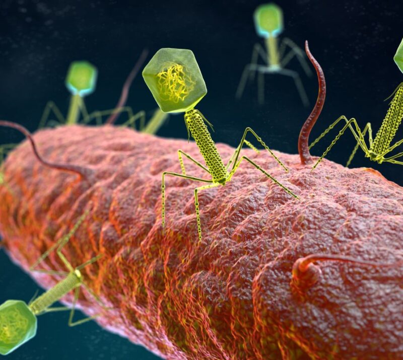 Illustration of a bacteriophage attacking a bacterium, demonstrating the targeted approach of phage therapy against bacterial pathogens.