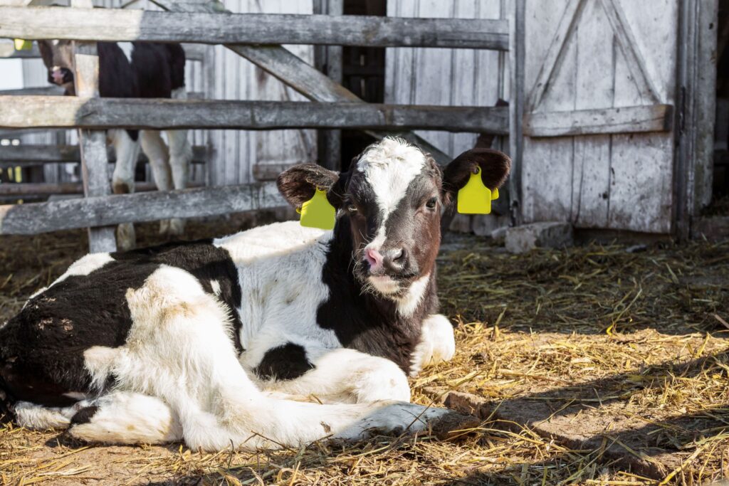 Cow on farm, representing livestock health challenges posed by Staphylococcus infections in veterinary medicine.