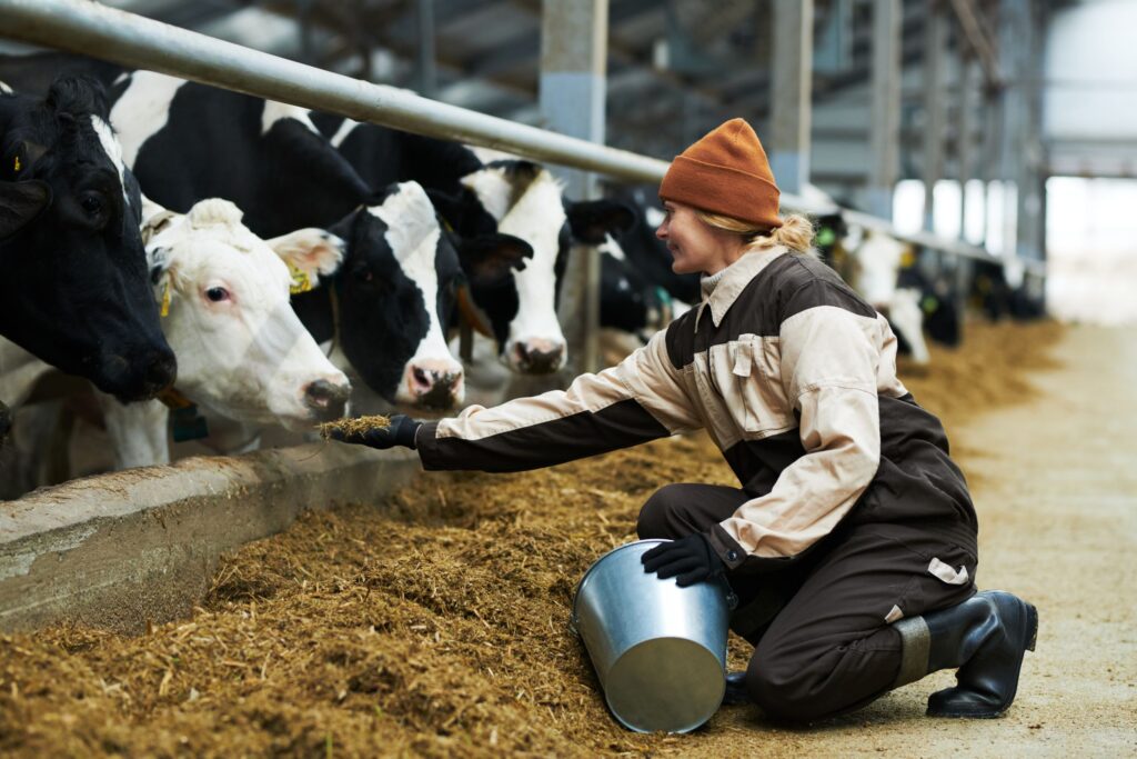 Farmer giving food to cows on a farm, illustrating daily agricultural practices and livestock care.