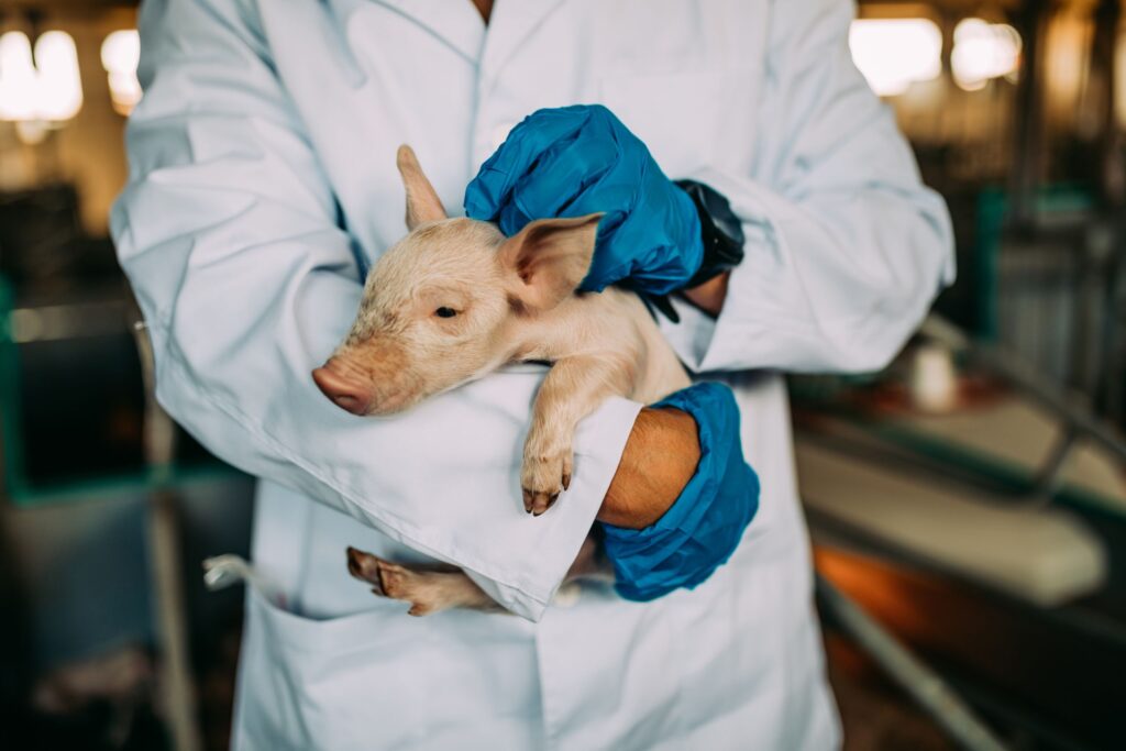 Veterinarian holding a baby pig on a farm, highlighting veterinary care and swine health management.