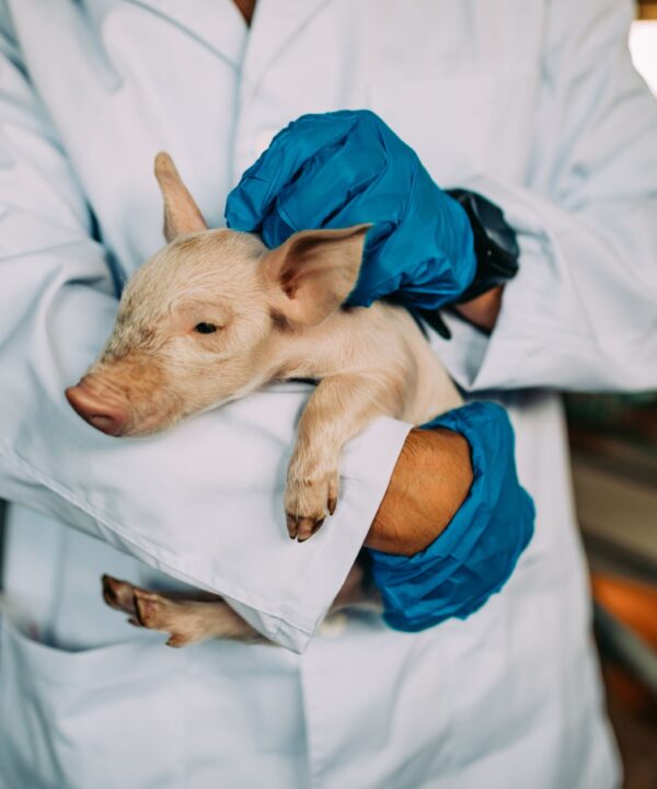 Veterinarian holding a baby pig on a farm, highlighting veterinary care and swine health management.