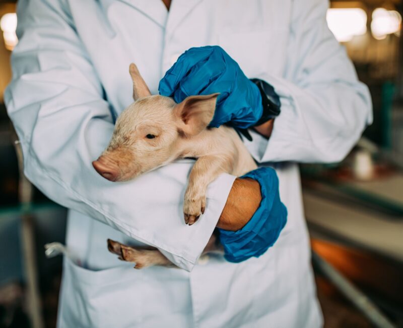 Veterinarian holding a baby pig on a farm, highlighting veterinary care and swine health management.