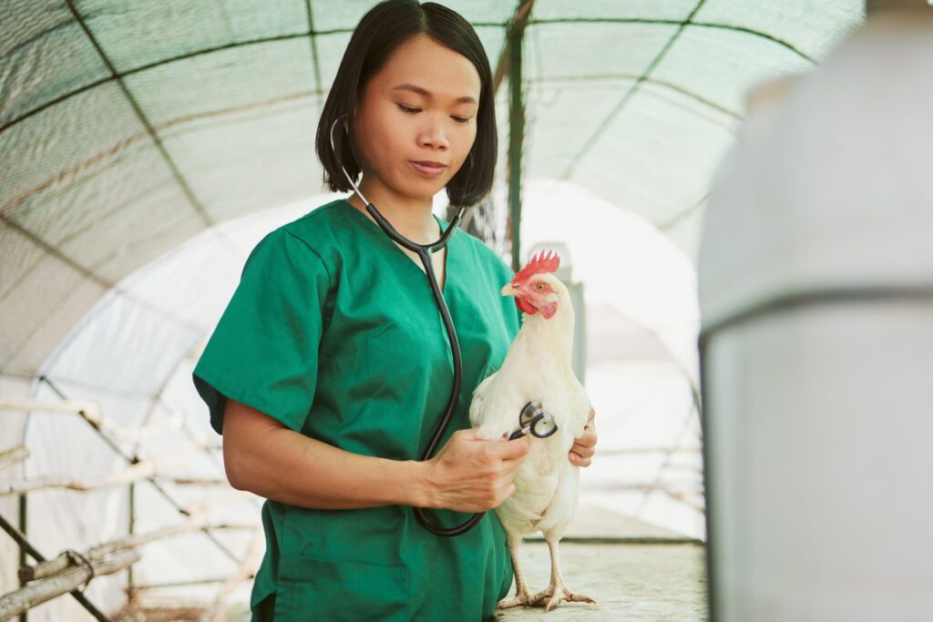 Veterinarian holding a chicken, demonstrating poultry health management and veterinary care.