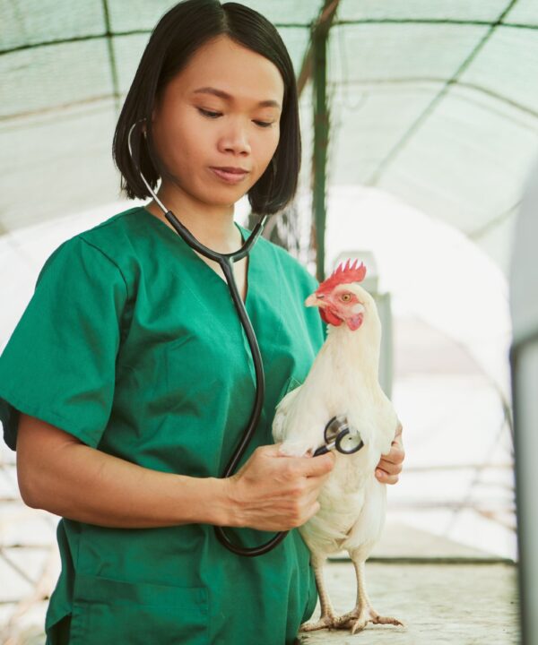 Veterinarian holding a chicken, demonstrating poultry health management and veterinary care.