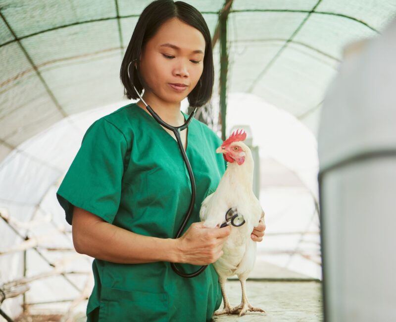 Veterinarian holding a chicken, demonstrating poultry health management and veterinary care.