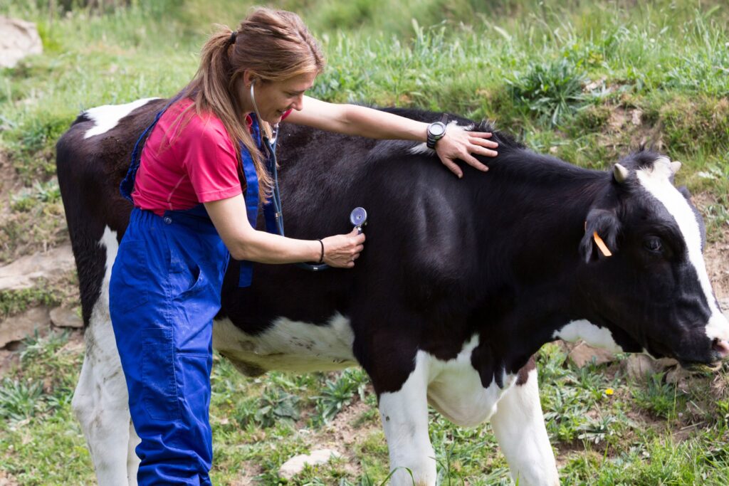 eterinarian examining cow on farm, addressing Staphylococcus infections, critical in managing livestock health.