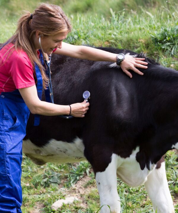 eterinarian examining cow on farm, addressing Staphylococcus infections, critical in managing livestock health.