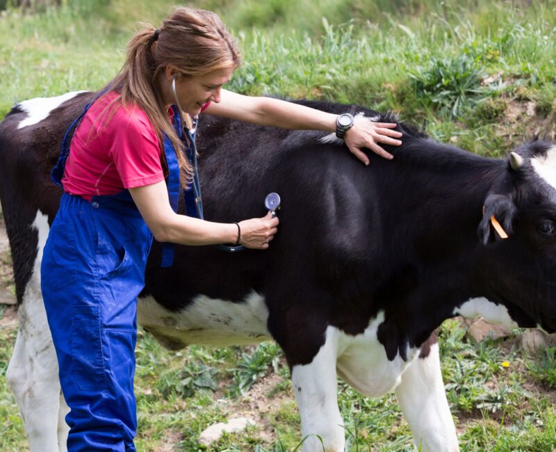 eterinarian examining cow on farm, addressing Staphylococcus infections, critical in managing livestock health.