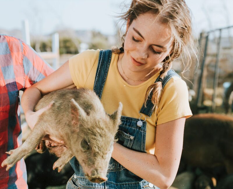 Sick piglet displaying symptoms of Escherichia coli infection, emphasizing the impact on livestock health and farm productivity.